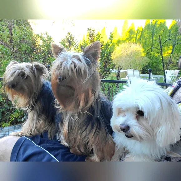 THIS BUS IS SOO FULL!⭐PLEASE LOAD THE NEXT 1 🌜SO FUN🌛 - Picture 9 of 10